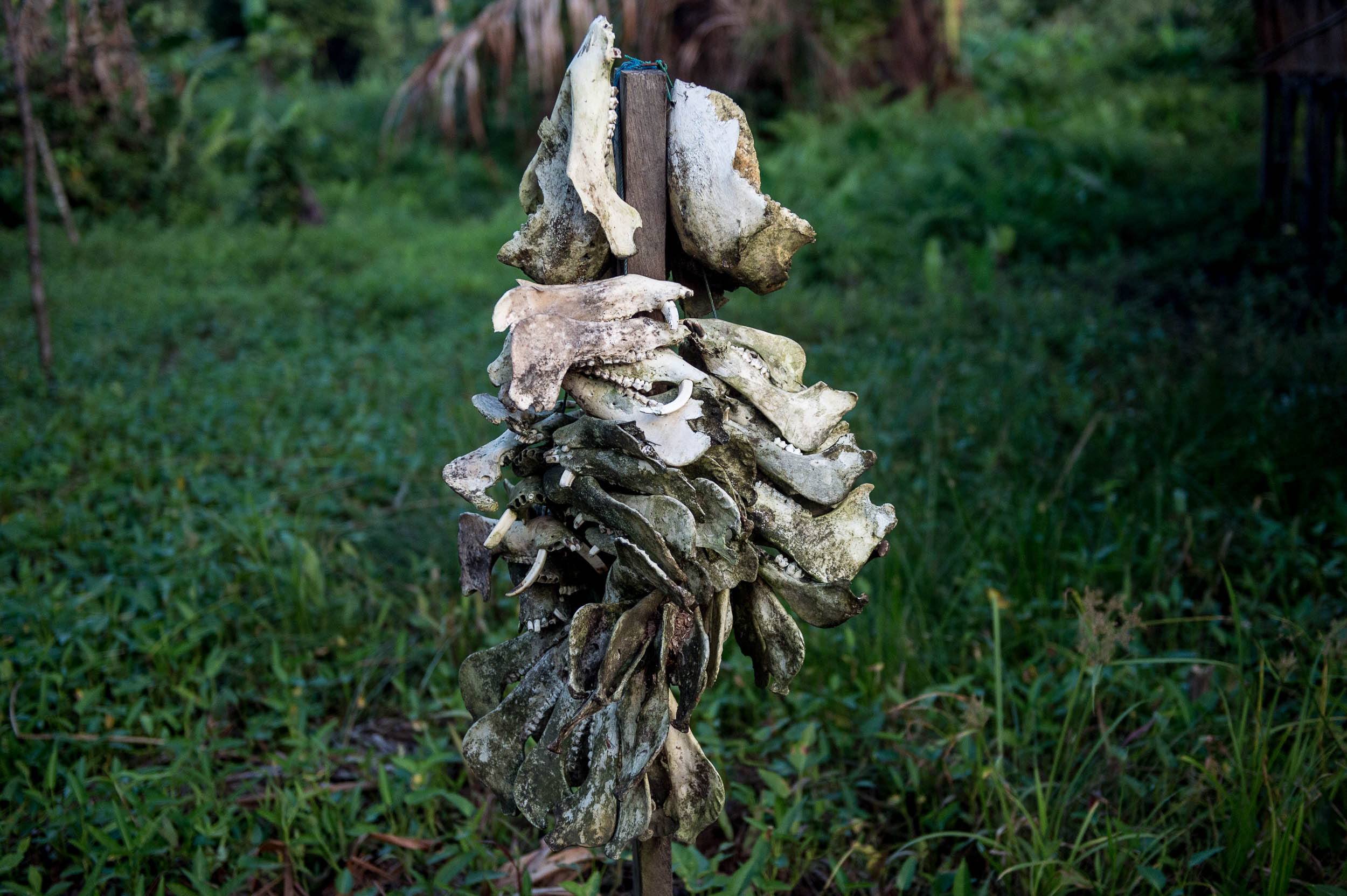 Trophies • Jakapis, 2015